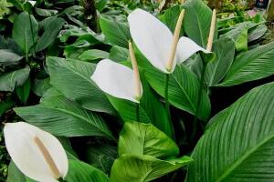 一帆風(fēng)順有毒嗎，一帆風(fēng)順適合家里養(yǎng)嗎/可以養(yǎng)