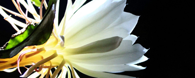 曇花為什么只長(zhǎng)葉子