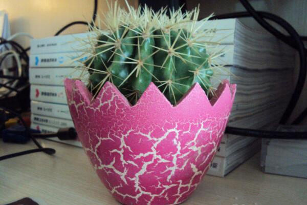 仙人球放客廳好嗎，不建議放在客廳（容易帶來煞氣）