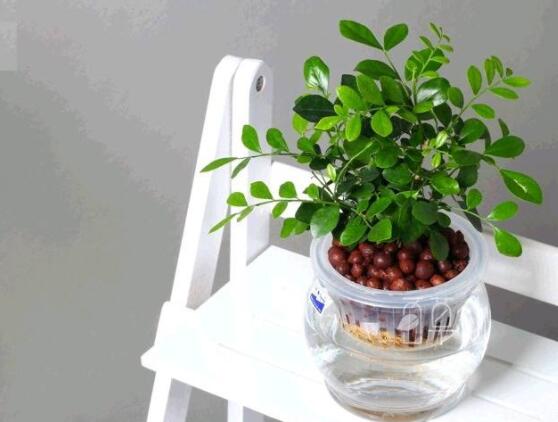 九里香的養(yǎng)殖方法水培，教你四個(gè)步驟水培爆盆