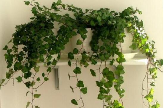 常春藤水培怎么生根快，教你六大方法快速生根