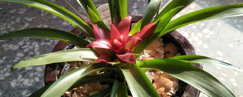 鴻運(yùn)當(dāng)頭和紅掌哪種旺財(cái)