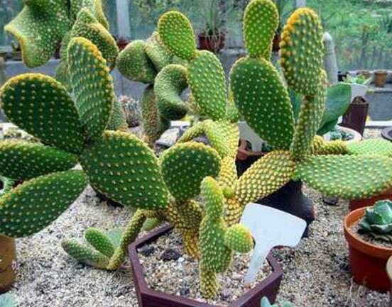 仙人掌適合在室內(nèi)養(yǎng)嗎，吸收輻射、釋放氧氣
