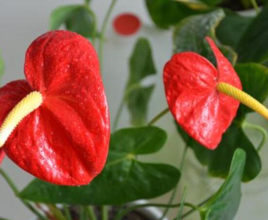 紅掌葉子發(fā)黃焦邊干枯是怎么回事，教你最直接有效三種解決措施