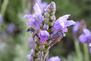 薰衣草有毒嗎，薰衣草可以放在臥室嗎/無(wú)毒放心養(yǎng)殖