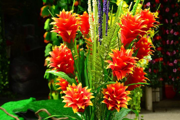 鴻運當(dāng)頭花是什么品種