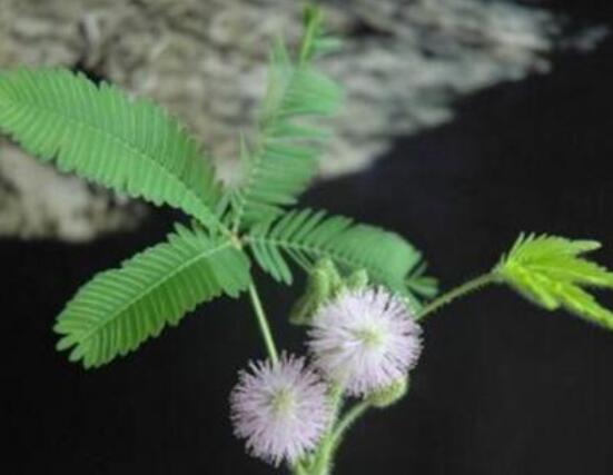 羞草怎么種，浸種晾干、覆土4厘米深(15天生根發(fā)芽)