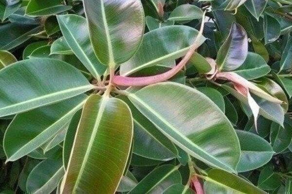 橡皮樹什么時(shí)候扦插