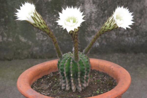 仙人球花和曇花的區(qū)別，介紹四種不同之處