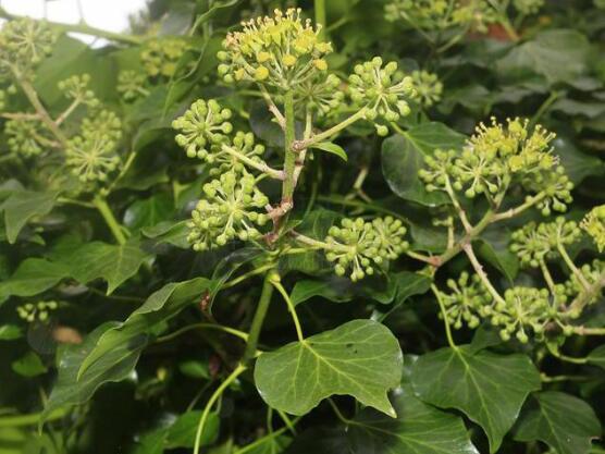 小葉常春藤的養(yǎng)殖方法，教你八個簡單易學基本方法