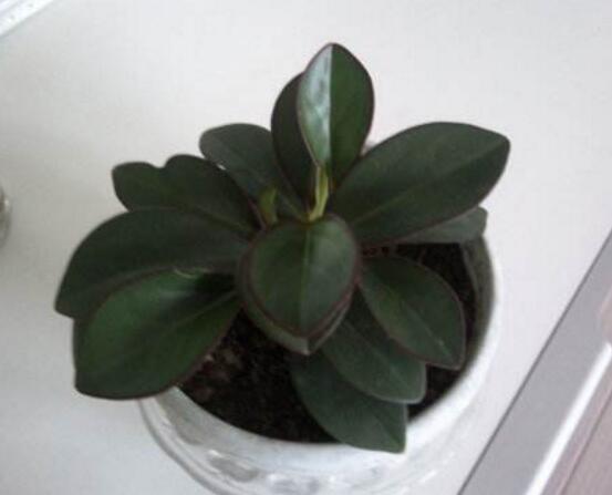 紫邊碧玉的養(yǎng)殖方法，老農(nóng)總結(jié)的七個基本方法