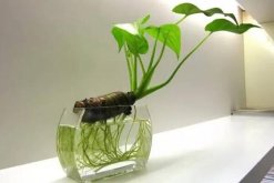 一帆風(fēng)順可以水養(yǎng)嗎，水培的重點(diǎn)在于氧氣、營(yíng)養(yǎng)以及陽光