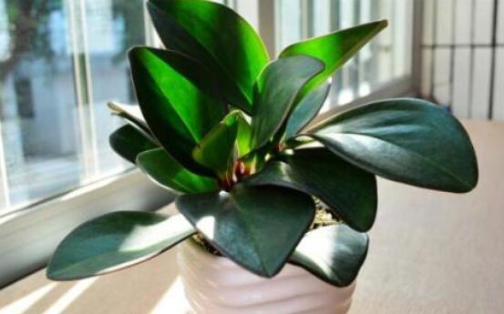 紫邊碧玉的作用以及花語，凈化空氣、活血止痛、跌打損傷