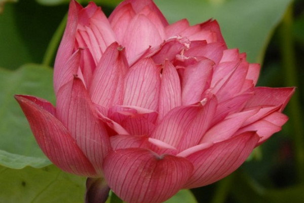 荷花喜陰還是喜陽(yáng)