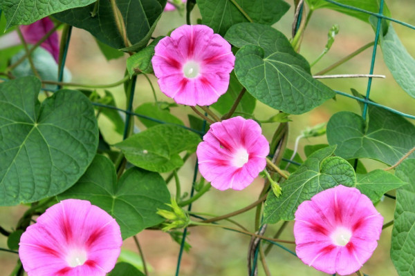 牽牛花枯萎后會(huì)有種子嗎
