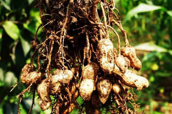 花生什么時候收獲