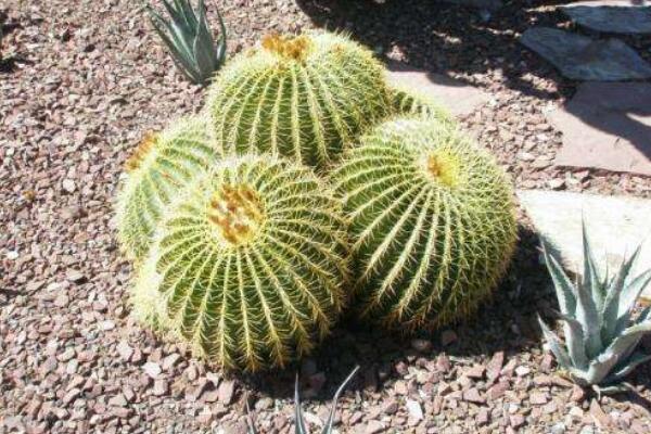 仙人球多久澆一次水，控制澆水量保證土壤偏干即可