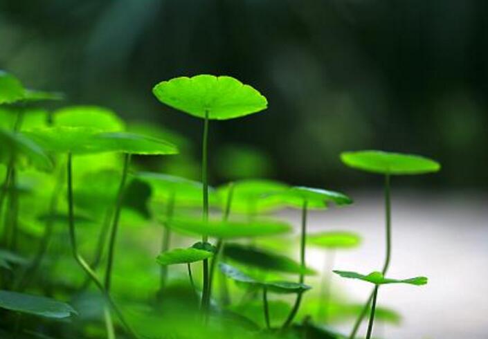 銅錢(qián)草放在什么位置好，放在陽(yáng)臺(tái)上最合適