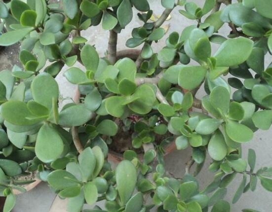 玉樹(shù)怎么換盆，三個(gè)簡(jiǎn)單步驟讓你輕松學(xué)會(huì)