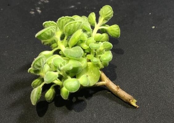 碰碰香怎么施肥，生長期時候施肥可以讓它長的更旺盛