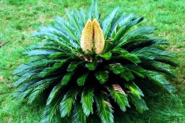 鐵樹應(yīng)該怎么養(yǎng)，養(yǎng)殖鐵樹的5大要點