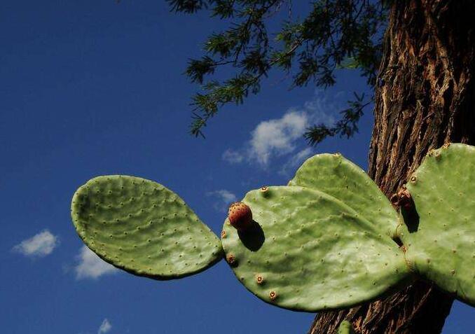仙人掌果的功效與作用，提高身體器官功能/維持電解質(zhì)平衡