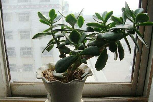 玉樹掉葉子是什么原因，五種原因以及處理方法