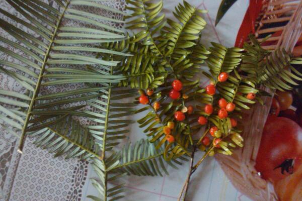 紅豆杉怎么移栽，最關(guān)鍵的4步