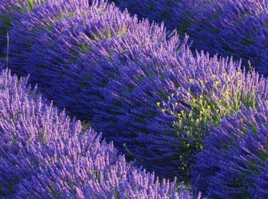 薰衣草的種類(lèi)圖片大全，欣賞最好看的六大品種