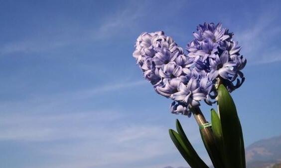 風(fēng)信子土培的養(yǎng)殖方法，要從土壤等5個方面注意