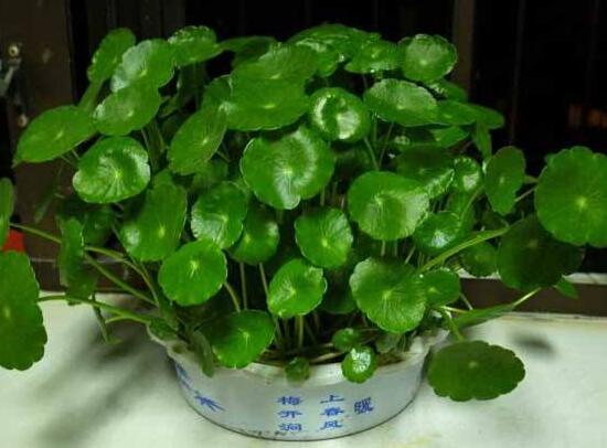 黃銅錢草有哪些常見(jiàn)的品種，欣賞四種最好看品種