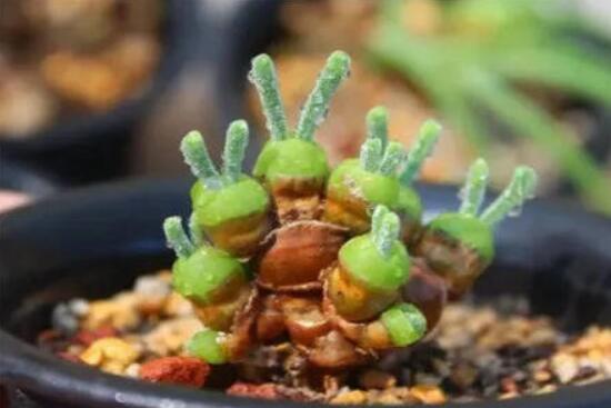 碧光環(huán)發(fā)芽后要澆水嗎，需要/只需要保持濕潤環(huán)境即可