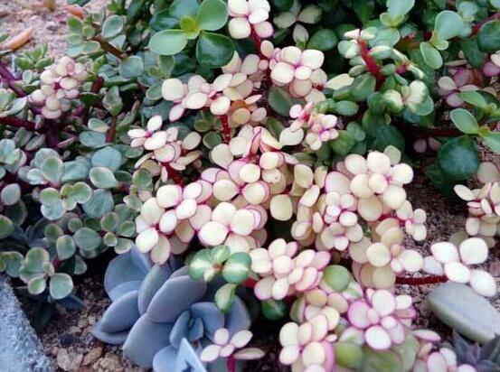 雅樂之舞怎么修剪，流枝修剪最為簡單(應(yīng)用廣泛)