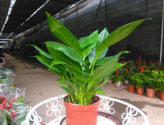 盆栽一帆風(fēng)順怎么養(yǎng)，教你八個(gè)方法便可爆盆