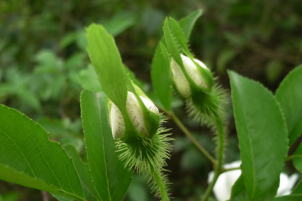 金櫻子什么時(shí)候修剪