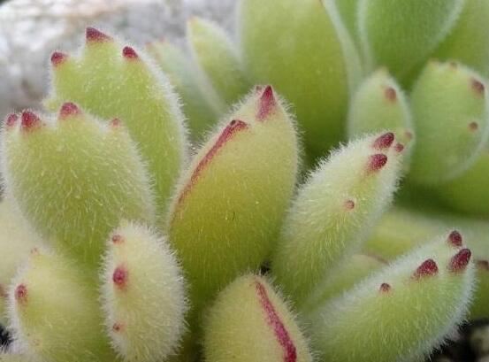 熊童子用什么土，腐葉土、園土、沙土最為合適