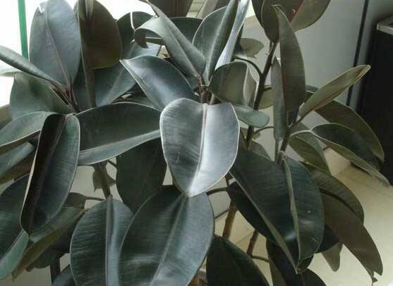 橡皮樹的扦插方法，做好四大步驟成活率百分百