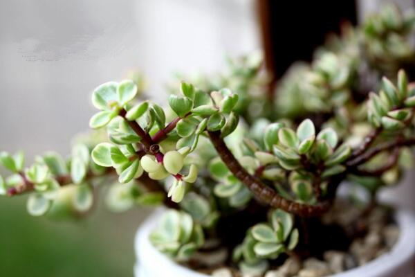 雅樂之舞可以淋雨嗎，可適當(dāng)淋雨但要注意以下幾點(diǎn)