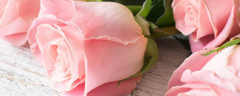 11朵粉色玫瑰花語