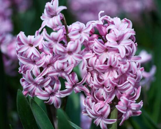 風(fēng)信子怎么施肥吸收效果最好，推薦兩種最見(jiàn)效的吸肥方法