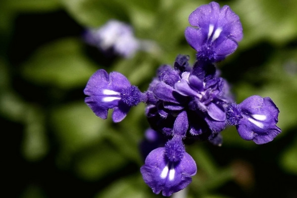 薰衣草的花語是什么，等待愛情/幸福長久等