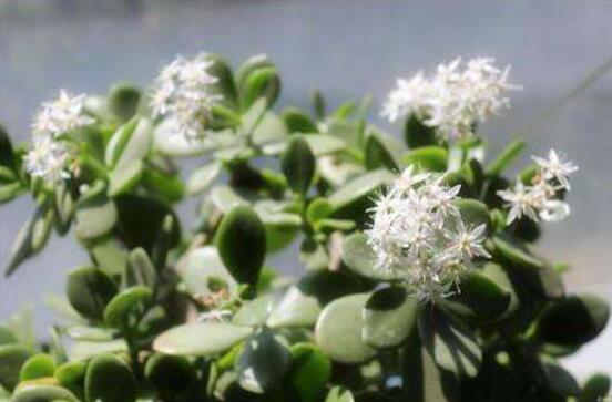 怎么讓玉樹開花，做好這六個(gè)要點(diǎn)便可花開爆盆