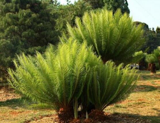 鐵樹品種，細數(shù)鐵樹最受喜愛八大品種