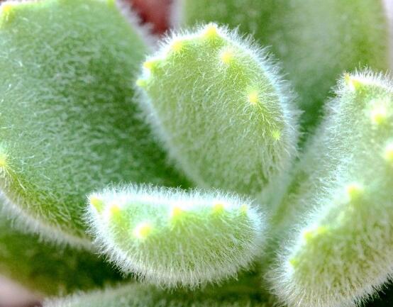 熊童子好養(yǎng)嗎，好養(yǎng)/做好五個(gè)要點(diǎn)生長(zhǎng)茂盛美觀