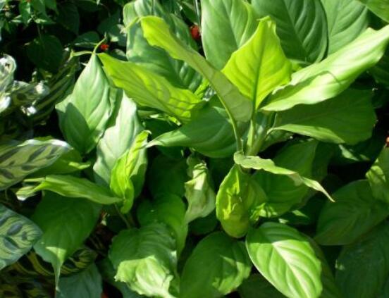 萬年青的作用，凈化空氣、利尿、解毒