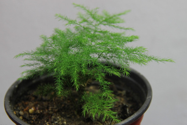 文竹冬天怎么澆水，保持土壤偏干燥即可