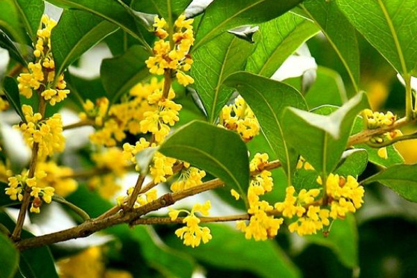 怎么快速的挑桂花雜質(zhì)