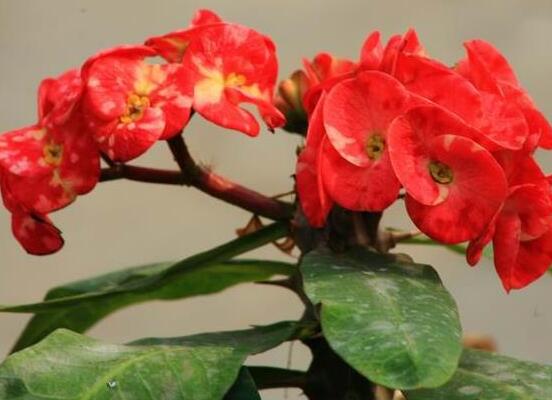 虎刺梅扦插方法，教你五個步驟扦插爆盆