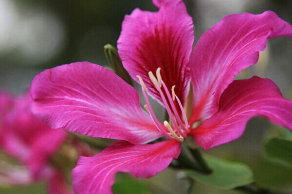 紫荊樹和紫荊花的區(qū)別