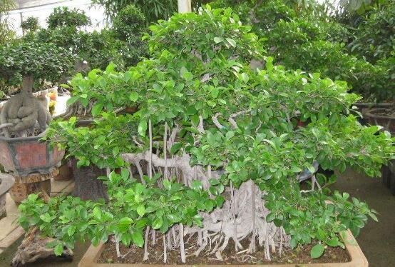 榕樹盆景放在客廳好嗎，導(dǎo)致家人生病、身體不好